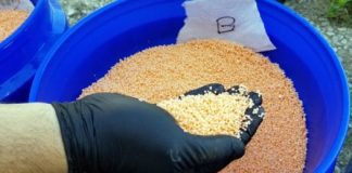 Research: Coating fertilizer helps improve its efficacy —