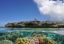 Research: Eradicate rats to bolster coral reefs —