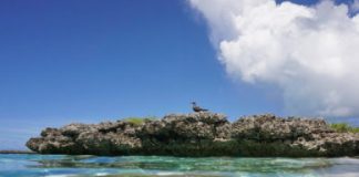 Research: Eradicate rats to bolster coral reefs —