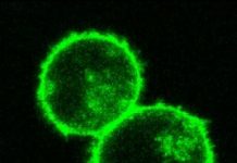 Research: With faster, cheaper, more precise technique, authors say it’s ‘off to the races’ toward new cell therapies —