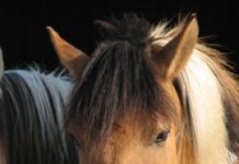 Research: Snorts indicate positive emotions in horses —
