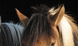 Research: Snorts indicate positive emotions in horses —