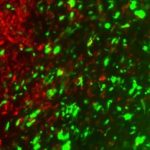 Study: CRISPR-enhanced, reverse-engineered cancer cells with a ‘kill switch’ can home in on and destroy tumors — (Details)