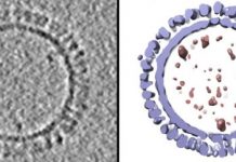 Research: Details could advance vaccine development for several human diseases —