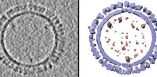 Research: Details could advance vaccine development for several human diseases —