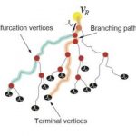Study: Why are neuron axons long and spindly? Study shows they’re optimizing signaling efficiency — (Details)