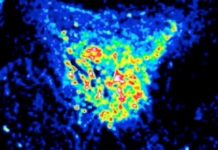 Research: Deep in the fly brain, a clue to how evolution changes minds —