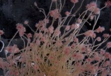 Research: Polyps will let unrelated ‘others’ fuse to them and share tissue, scientists discover —