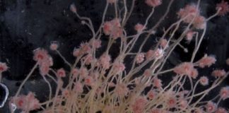 Research: Polyps will let unrelated ‘others’ fuse to them and share tissue, scientists discover —