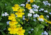 Research: Invasive plants adapt to new environments —