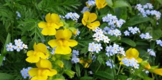 Research: Invasive plants adapt to new environments —