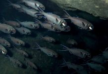 Research: Light receptors determine the behavior of flashlight fish —