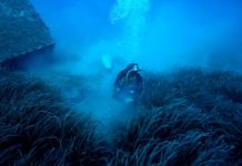 Research: Moving fish farms enables seagrass meadows to thrive, study shows —