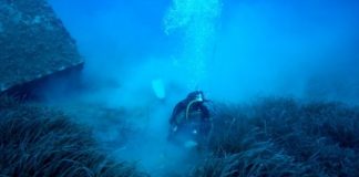 Research: Moving fish farms enables seagrass meadows to thrive, study shows —