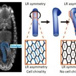 Study: Scientists clarify what cellular behavior drives left-right asymmetric organ morphogenesis — (Details)