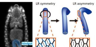 Study: Scientists clarify what cellular behavior drives left-right asymmetric organ morphogenesis — (Details)