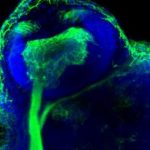 Study: Study shows we may want to think twice before attacking ROS — (Details)