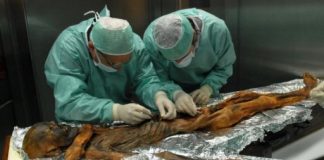 Research: 5,300-year-old Iceman’s last meal reveals remarkably high-fat diet —