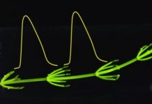 Research: Algae have land genes —