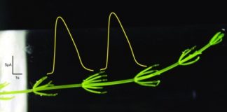 Research: Algae have land genes —