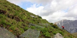 Research: New University of Guelph research dispells the myth that climate change is enabling treelines to move farther uphill and northward —