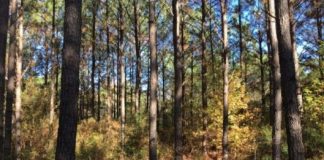 Research: Researchers used historical observations on tree growth and weather —