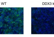 Research: DDX3 protein could serve as a potential target for new drugs to treat deadly fever —