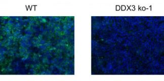 Research: DDX3 protein could serve as a potential target for new drugs to treat deadly fever —