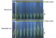 Research: Rice plants evolve to adapt to flooding —