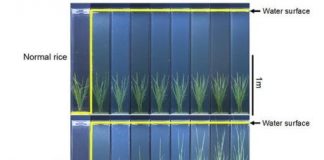 Research: Rice plants evolve to adapt to flooding —