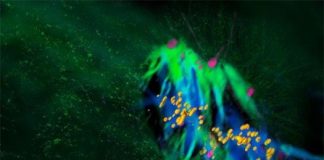 Research: Scientists show that mammalian life begins differently than we thought —