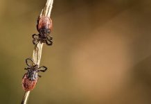 Offbeat: Study offers new insight into potential exposure to tick-borne diseases —