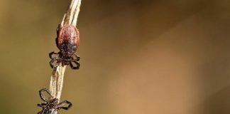 Offbeat: Study offers new insight into potential exposure to tick-borne diseases —