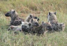 Offbeat: Certain types of social networks can paradoxically lead to cooperation’s collapse —