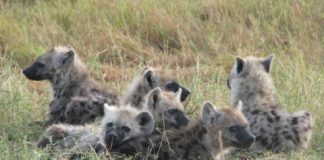 Offbeat: Certain types of social networks can paradoxically lead to cooperation’s collapse —