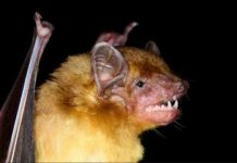 Research: Fuzzy yellow bats reveal evolutionary relationships in Kenya —