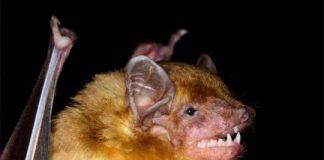 Research: Fuzzy yellow bats reveal evolutionary relationships in Kenya —