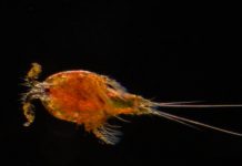 Research: New species may arise from rapid mitochondrial evolution —