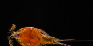 Research: New species may arise from rapid mitochondrial evolution —