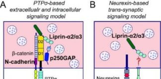 Study: One step closer to finding a cure for brain diseases — (Details)