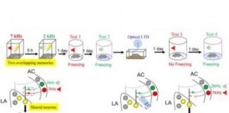 Study: Synapse-specific plasticity governs the identity of overlapping memory traces — (Details)