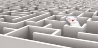 Research: Sunk cost fallacy in mice, rats and humans —