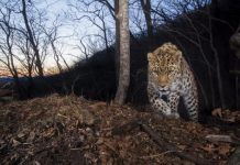Research: 84 highly endangered amur leopards remain in China and Russia —