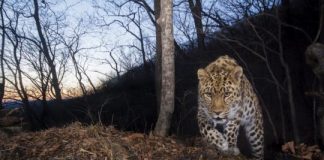 Research: 84 highly endangered amur leopards remain in China and Russia —