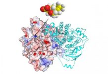 Research: Bioinformatics approach used to uncover the weed killer could also be used to find new drugs for medications —