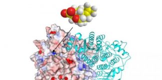 Research: Bioinformatics approach used to uncover the weed killer could also be used to find new drugs for medications —