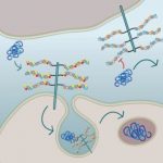 Study: Research uncovers details of how neurodegeneration-related proteins enter cells — (Details)