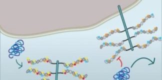 Study: Research uncovers details of how neurodegeneration-related proteins enter cells — (Details)