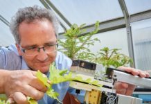 Research: Scientists detect leaf water removal by tiny deposits —