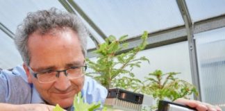 Research: Scientists detect leaf water removal by tiny deposits —